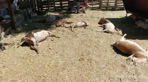 Un productor rural denunció la muerte de más de 20 chivas tras un ataque de perros en una propiedad ubicada en el sector El Barrial del Ojo de Agua.  La mañana