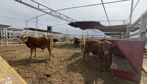 La movilización de brigadas veterinarias en la región Carbonífera comenzó este martes con la aplicación de medidas sanitarias emergentes en comunidades rurales