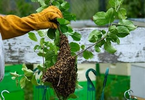 Algunos ciudadanos se acercan por curiosidad o intentan ahuyentar a las abejas, provocando que reaccionen de manera agresiva.  El aumento de reportes
