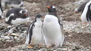 El pingüino papúa, también conocido como pingüino de vincha o juanito, es una especie fácilmente reconocible por una franja blanca que atraviesa su cabeza