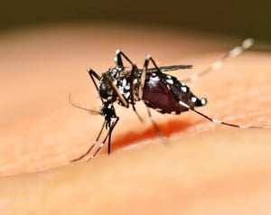 Sólo dos casos de dengue se han registrado en Coahuila en 2026, con municipios afectados y una disminución histórica frente al año anterior, reporta Salud