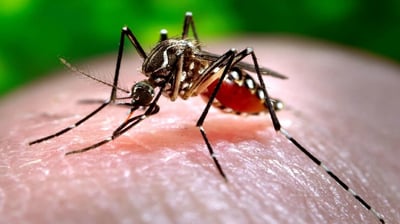 Un caso grave por dengue hemorrágico en PN