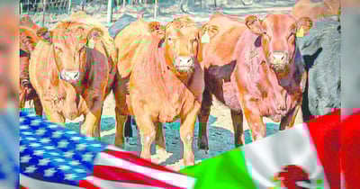 Texas exige reabrir la frontera con México para importar ganado