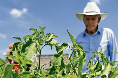 Producción agropecuaria de México supera 289 millones de toneladas en 2025