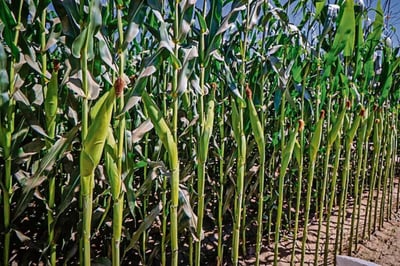 Precios del maíz y trigo caerán por aumento en producción global