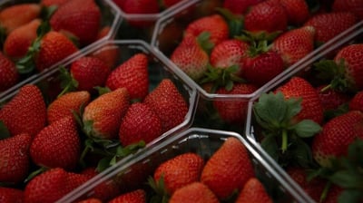 EU investiga a fresas mexicanas por posible dumping en invierno