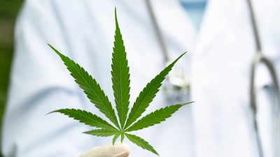 El cannabis no muestra beneficios claros contra el dolor neuropático: estudios