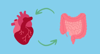 Cómo la microbiota intestinal influye en el envejecimiento y la salud a largo plazo