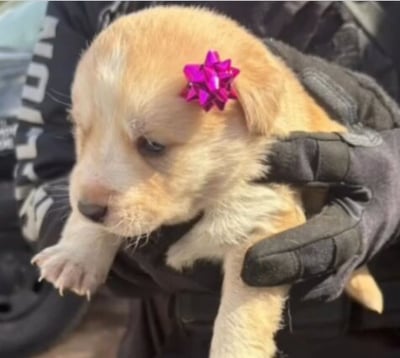 Rescatan y logran adopción de cuatro cachorros durante filtro de seguridad en Torreón 