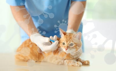 Panleucopenia felina: el virus mortal que ataca a los gatos y puede avanzar en pocos días