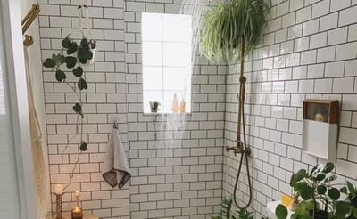 Descubre qué plantas neutralizan los malos olores del baño