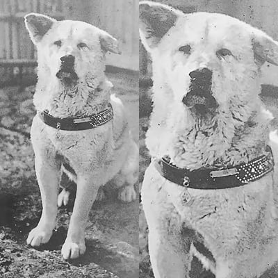 Se cumplen 91 años de muerte de Hachiko, el perro más fiel del mundo