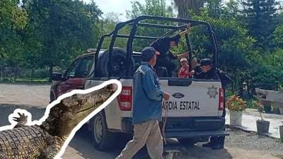 Cocodrilo ataca a trabajador en Tamuín y logra sobrevivir