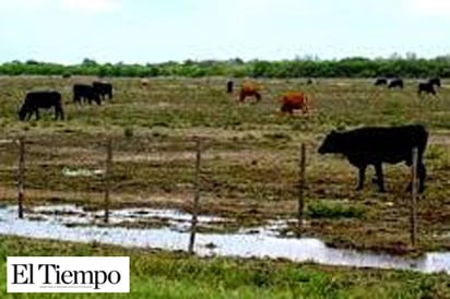 Lluvias beneficiaron cosecha  de 500 productores de sorgo