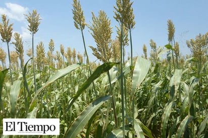 En venta 19 toneladas  de sorgo subsidiado