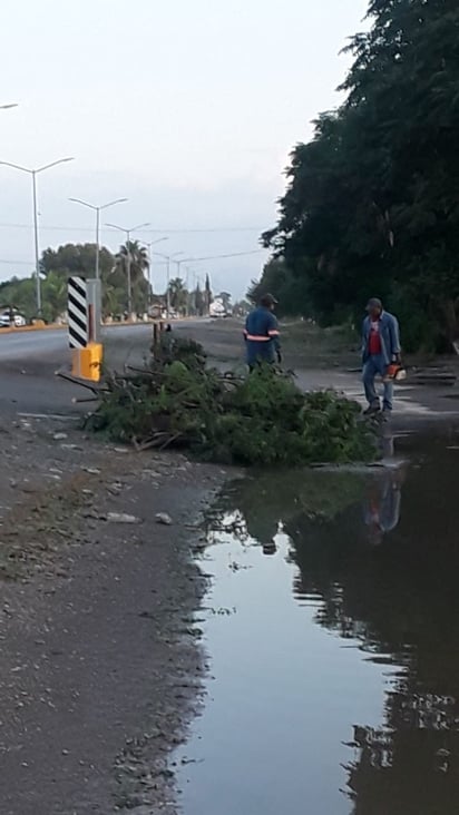 Lluvia y viento derriba árboles en San Buena 