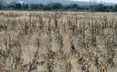 Se preparan productores ante sequía 