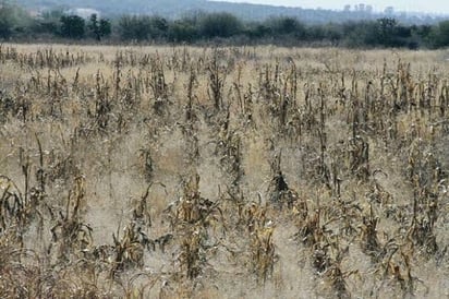 Deben productores  enfrentar la sequía