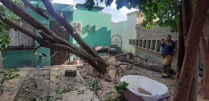 Cae árbol encima de casa