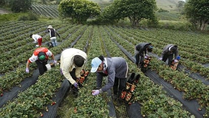 Campo mexicano perdería 20% de empleos