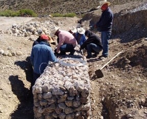 No hay acuerdo entre pulgueros de Castaños y Monclova.