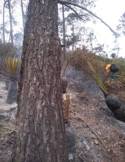 Acaban con incendios