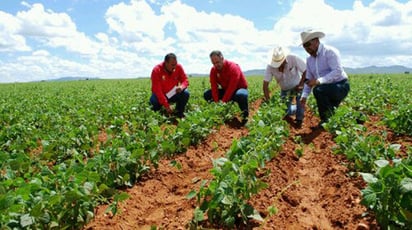 Promueven la venta  de semilla de frijol a 15 pesos el kilo