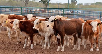 Identifican a varios involucrados por el robo de 10 animales