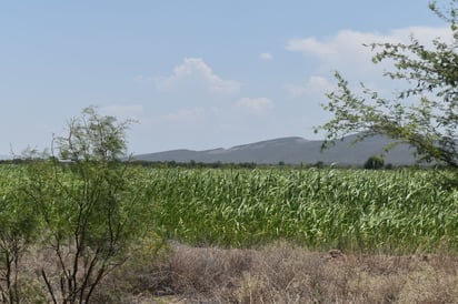 Tras incendios se recuperan  terrenos de siembra: Velazco