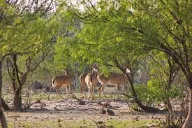 Venados bura llegan a Parque Santiago de la  Monclova