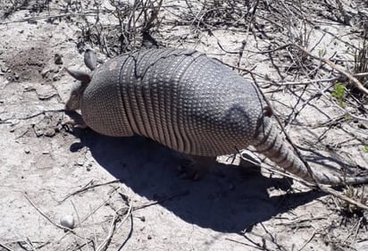 Deambulaba armadillo por la colonia Maquinita