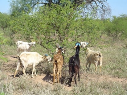 Imparable el robo de  cabras y borregas  en Ejido Celemania