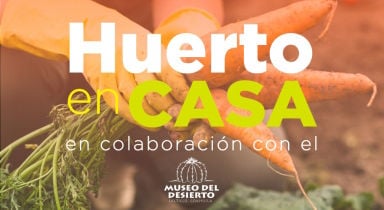 Asesoría en  elaboración  de huerto en  casa