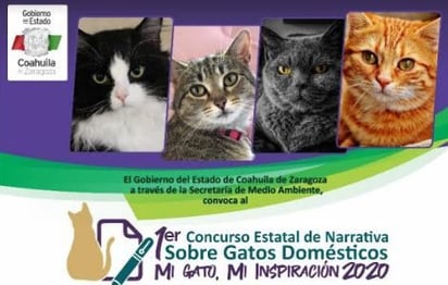 Concurso de narrativa  sobre el gato doméstico