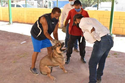 Perros callejeros los protegen asociaciones 