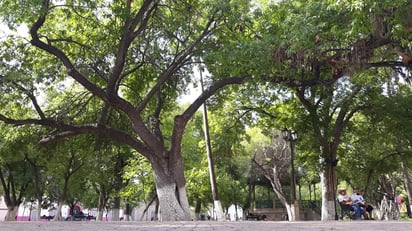 Candela el único libre de COVID-19 en la Región 