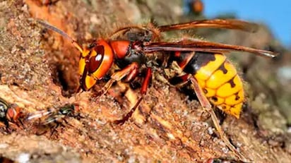 ¿Avispón asiático o abeja? 