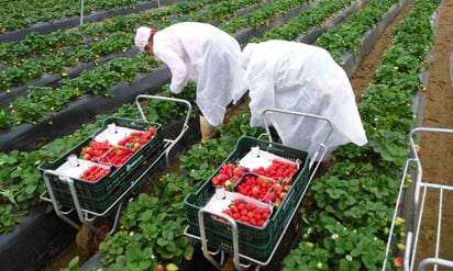 COVID-19 no impide el crecimiento del negocio de frutos rojos mexicanos