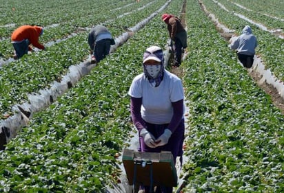 Canadá anuncia que aumentará la protección de los jornaleros extranjeros