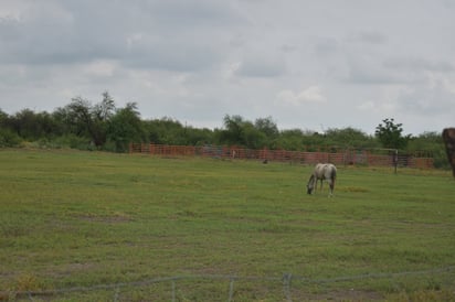 Beneficiaron lluvias las cosechas de productores 