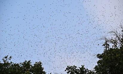 Enjambre de abejas ataca a militares en Sinaloa