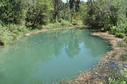 Rebrotan veneros de  agua en ‘Las Pompas’