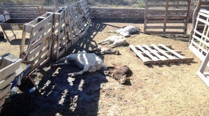 Suma Castaños 12 mil cabras muertas en 4 meses 