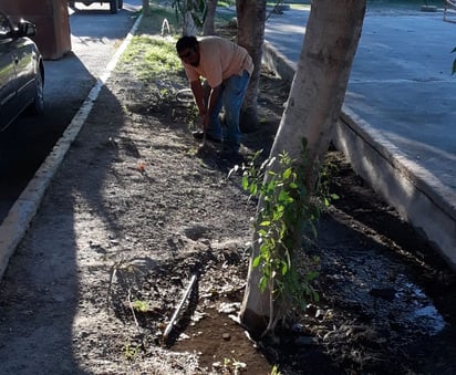 Rehabilitan riego por goteo en la Arboleda