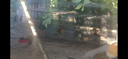 Criadero de aves  causa daños en la piel de vecinos