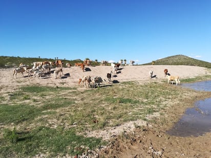 Trecientos ganaderos claman por más agua,  piden pozos papalote