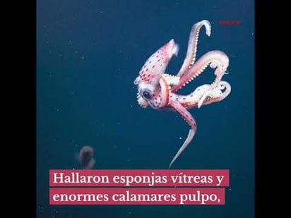 Descubren 30 nuevas especies en Galápagos