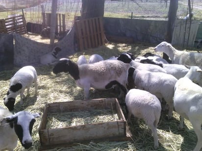 Roban animales y los malbaratan para la compra de droga