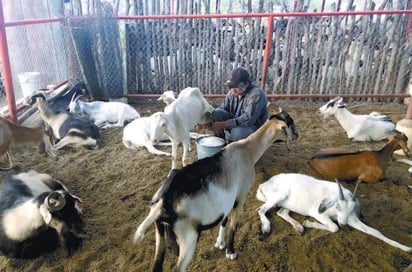 Animales en hogares causan daños a la salud 