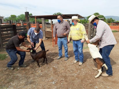 Programa recría  caprina beneficia a productores 